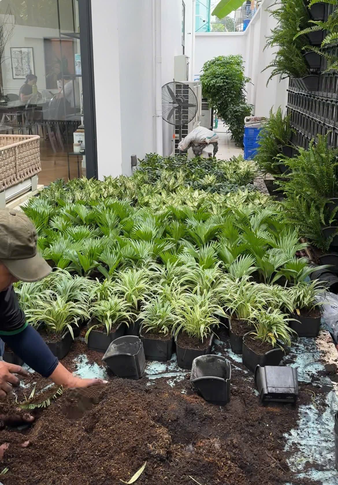 Ảnh dịch vụ cây cảnh