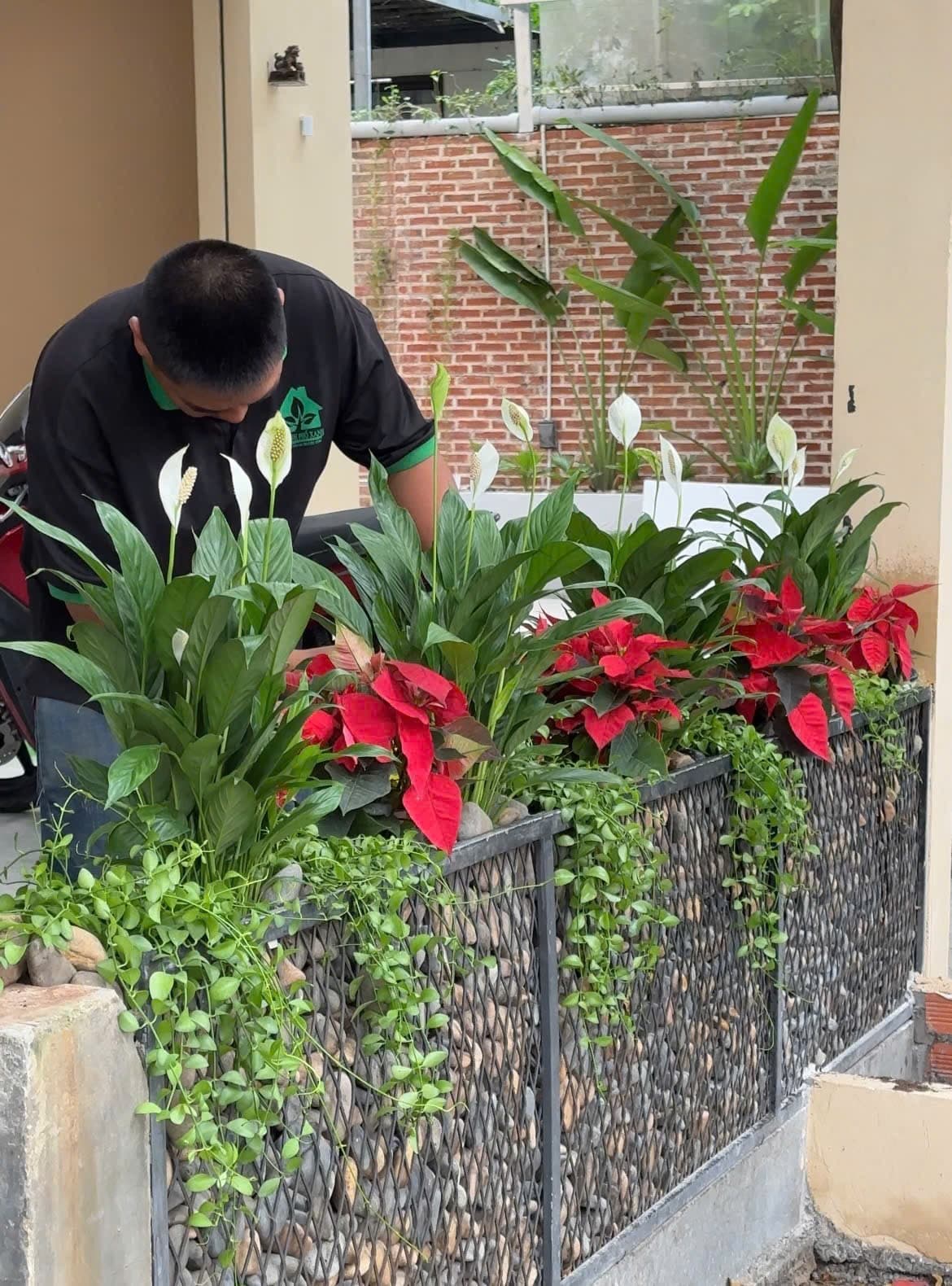 Ảnh dịch vụ cây cảnh