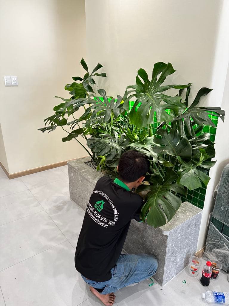 Cách chăm sóc cây trồng ở văn phòng luôn xanh tốt