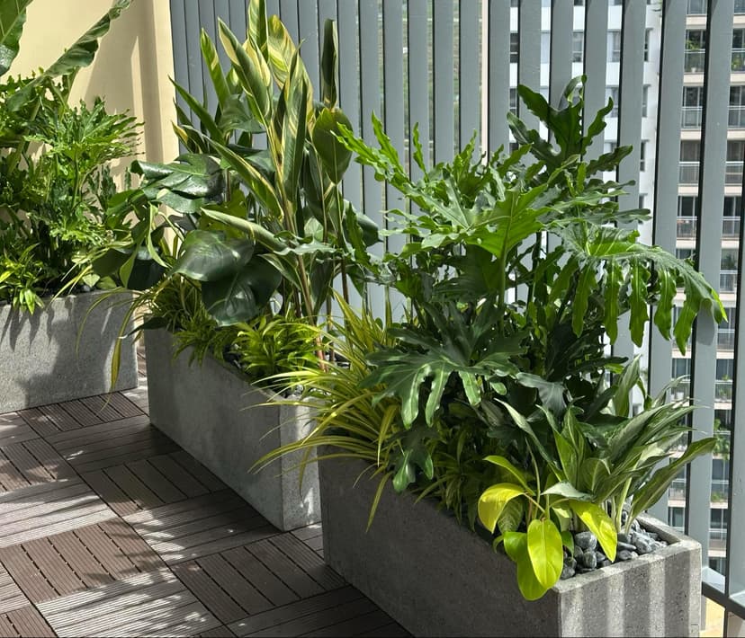 Mẹo Chọn Cây Trang Trí Ban Công Hướng Tây Không Sợ Héo Úa