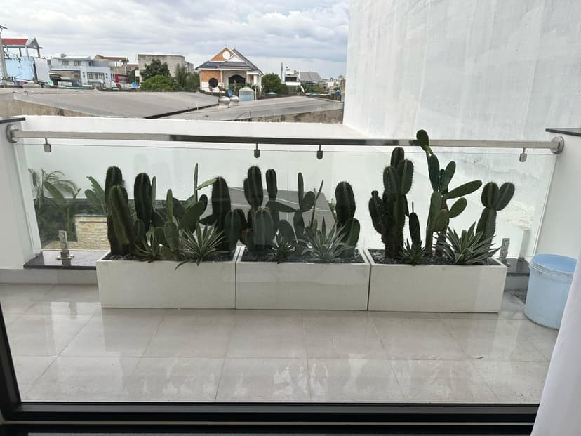 5 loại cây ban công chịu nắng tốt, không cần chăm sóc nhiều