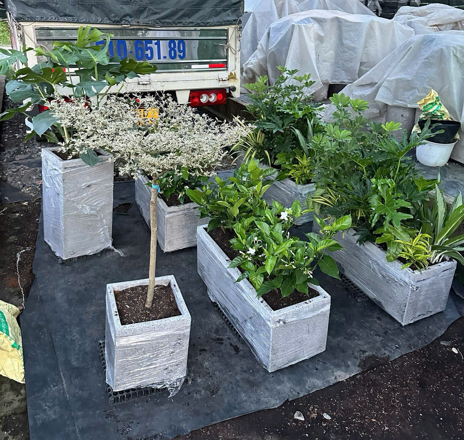 Ảnh dịch vụ cây cảnh