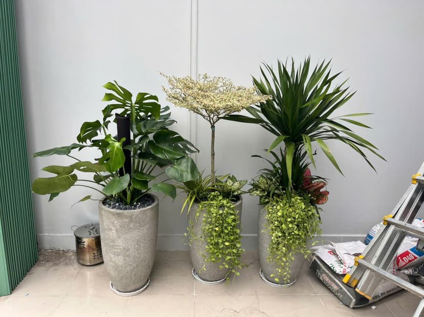 5 sai lầm phổ biến khi trồng cây trong nhà mà ai cũng mắc phải