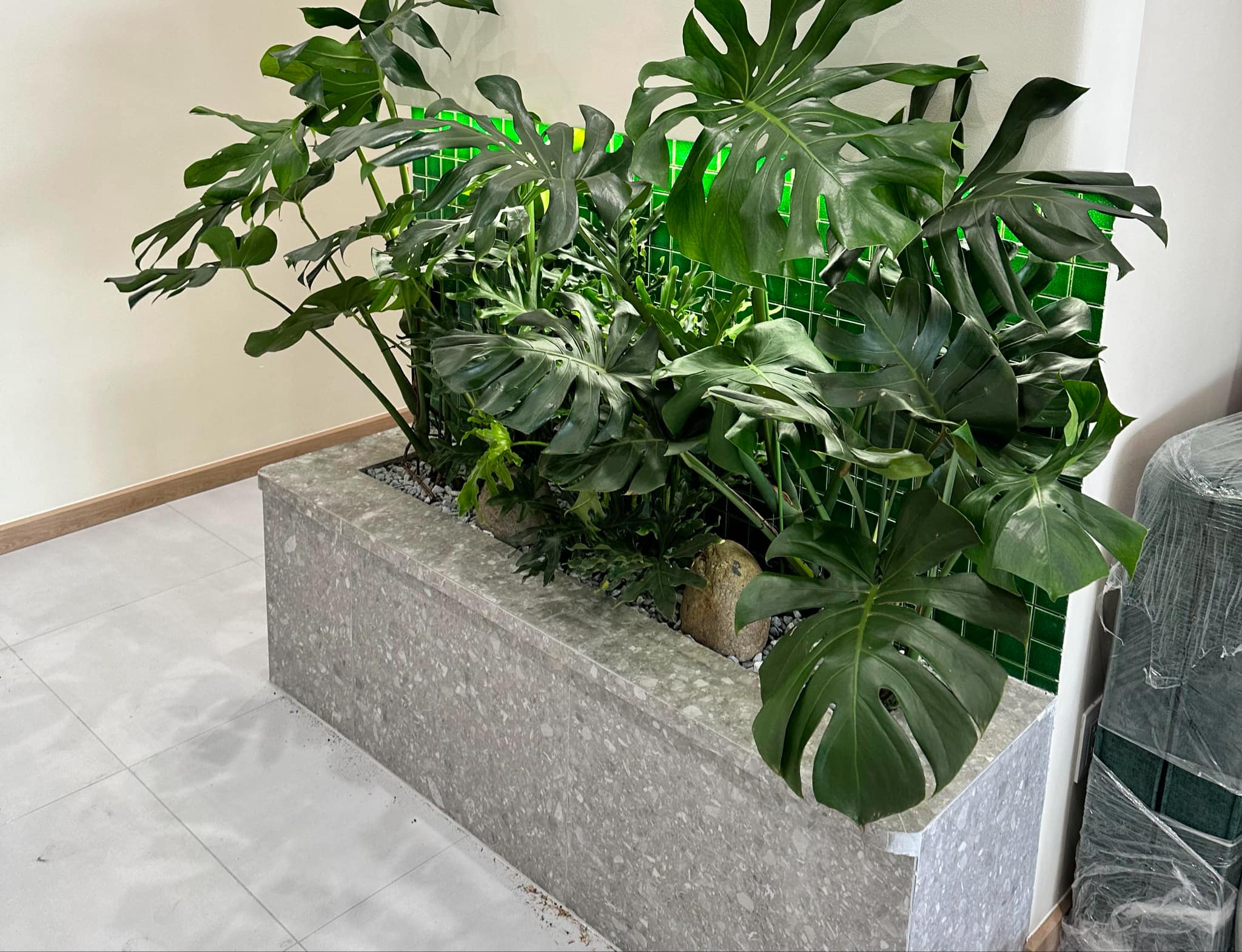 Ảnh dịch vụ cây cảnh