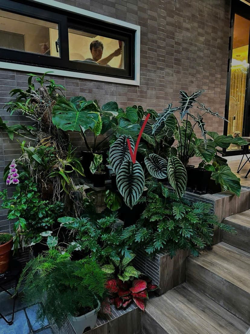 Cách phát hiện và xử lý cây trong nhà bị úng, thối rễ