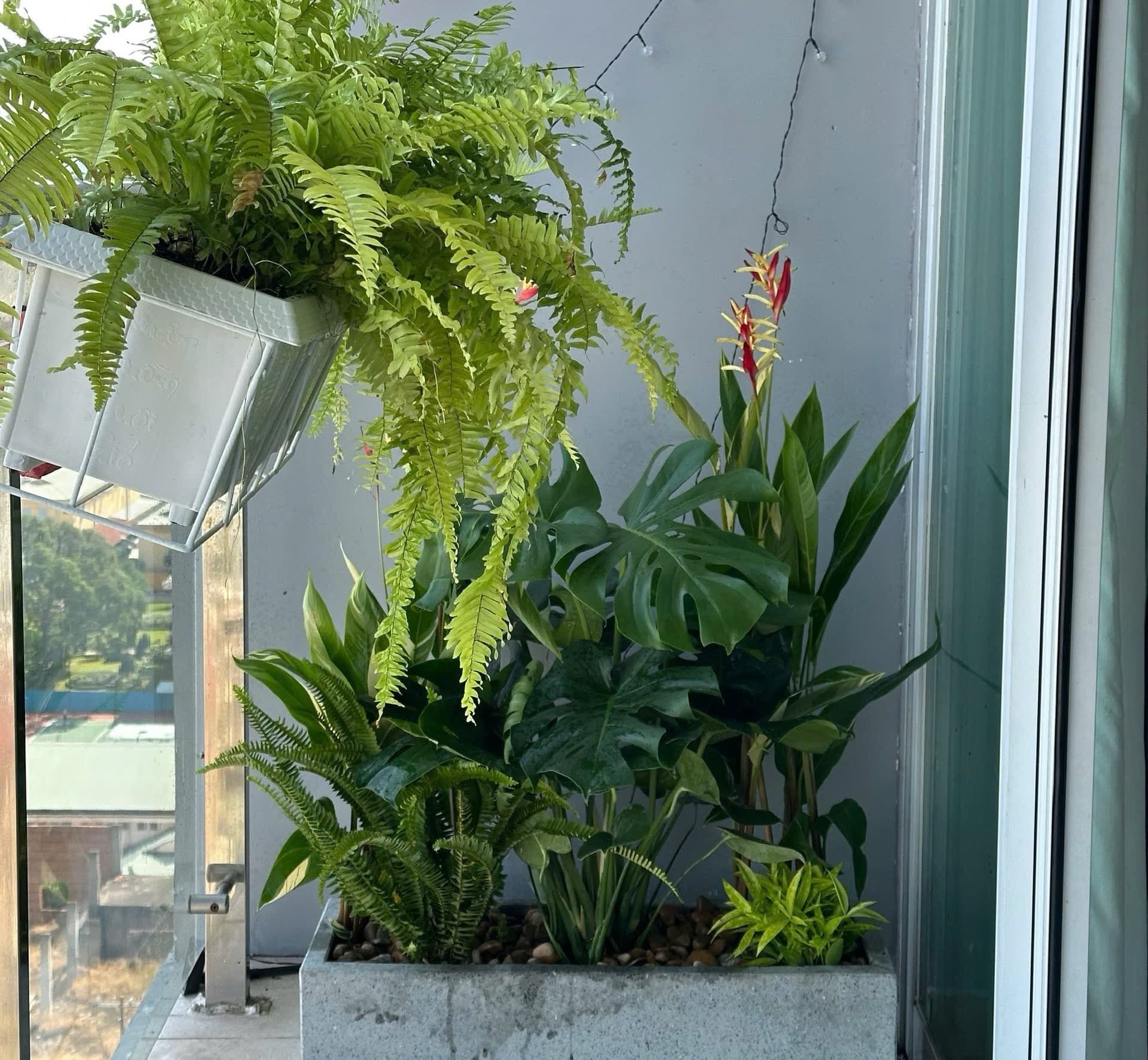 Trồng cây gì trong phòng ngủ để dễ ngủ và tinh thần thư giãn?