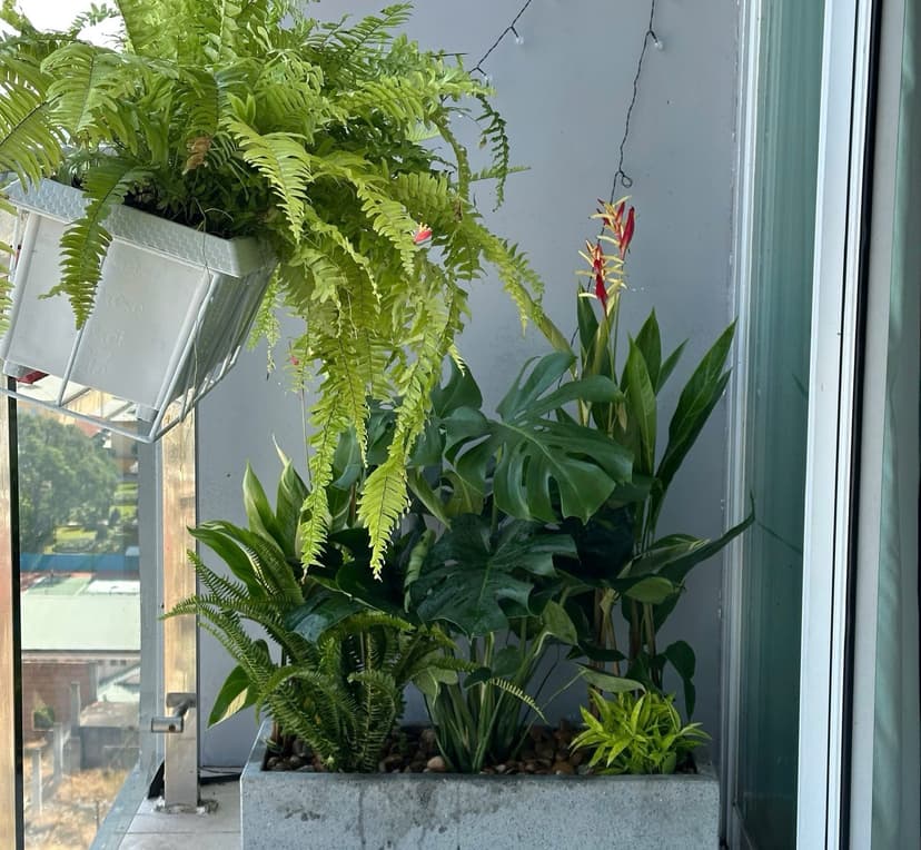 Trồng cây gì trong phòng ngủ để dễ ngủ và tinh thần thư giãn?